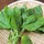 callaloo