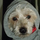 Cookie13