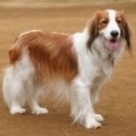 パクチーがいい ワカモレ グァカモーレ レシピ 作り方 By 料理人にゃん クックパッド 簡単おいしいみんなのレシピが360万品