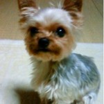 次郎柿で干し柿 レシピ 作り方 By Arisu クックパッド 簡単おいしいみんなのレシピが359万品