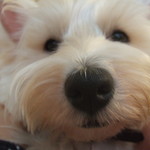 犬ごはん 野菜たっぷり豚肉うどん レシピ 作り方 By Suuco クックパッド 簡単おいしいみんなのレシピが372万品