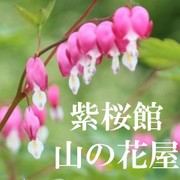 山菜レシピ集★紫桜館