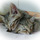 とむねこ