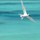 Blue-Island