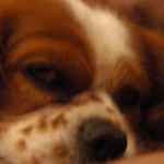 花の砂糖漬け レシピ 作り方 By ふみふみさん クックパッド 簡単おいしいみんなのレシピが357万品