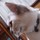 猫のミイヤ