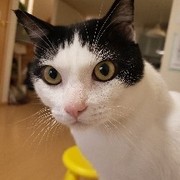 cat☆新九郎