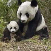 Panda＆MAN