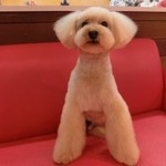 ﾟ 白身魚 彡イシモチの西京漬 レシピ 作り方 By Verona クックパッド 簡単おいしいみんなのレシピが353万品