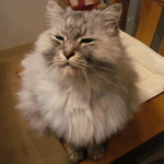 身欠きニシンの戻し方 自己流 レシピ 作り方 By まめまきねこ クックパッド 簡単おいしいみんなのレシピが356万品