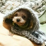 犬ごはん かまぼこ レシピ 作り方 By ﾏﾘｻﾝ クックパッド 簡単おいしいみんなのレシピが360万品