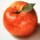 apple*tree