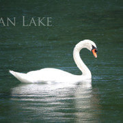 swan_lake
