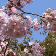 桜moon