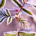 あるものでガパオ バジルなしで レシピ 作り方 By しやわし クックパッド 簡単おいしいみんなのレシピが357万品