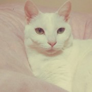 白猫しーちゃん
