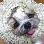 コラーゲンたっぷりの犬の手羽先の先スープ レシピ 作り方 By おねえさん クックパッド 簡単おいしいみんなのレシピが360万品