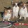 犬3匹も家族