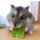 サヤスカマカン