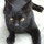ねこやん。