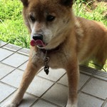 本格ブルーベリーマフィン レシピ 作り方 By ビターショコラ犬 クックパッド 簡単おいしいみんなのレシピが359万品