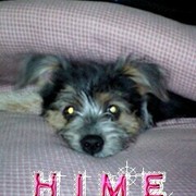 hime犬