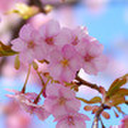 さくら桜