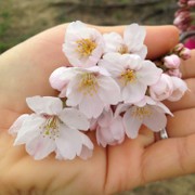 小町桜