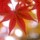 秋野紅葉