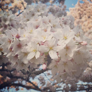 桜だいすき