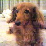 果実酒 レモン酒 ブランデーで レシピ 作り方 By ちびぷりん クックパッド 簡単おいしいみんなのレシピが351万品