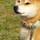 紅のみずりんこ