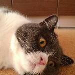 猫ちゃんの水分補給用に ささみスープ レシピ 作り方 By さとうありんこ クックパッド 簡単おいしいみんなのレシピが355万品