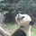 しまことからこ