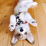 犬のおやつ フルーツヨーグルトアイス レシピ 作り方 By こぎみの クックパッド 簡単おいしいみんなのレシピが360万品