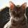 やまねこ