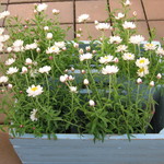 ミツカン すし酢 と麺つゆで簡単三杯酢 レシピ 作り方 By 花ミズキ クックパッド 簡単おいしいみんなのレシピが360万品