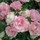 mayu_fu