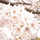 kanna_1006