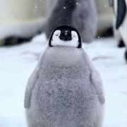 食いしん坊ペンギン