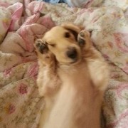 ピンクローズ☆