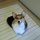 jawako