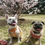 犬ごはんｺﾗｰｹﾞﾝたっぷりｽｰﾌﾟ レシピ 作り方 By うめひまママ クックパッド 簡単おいしいみんなのレシピが349万品