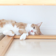 みらいロンママ