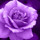 紫の薔薇と真珠。