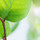 Moringa
