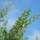 Rosemary*