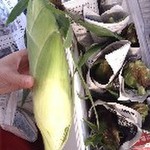 正月料理の材料の余りで松前漬け レシピ 作り方 By 南国diver クックパッド 簡単おいしいみんなのレシピが361万品