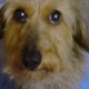 レオン犬