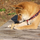 shibainu1